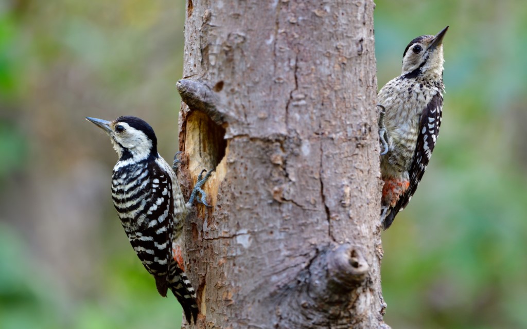 Tree-clinging Birds